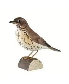 Wildlife Garden - 'Song Throsh' -  Sang Drossel - Wildlife Garden