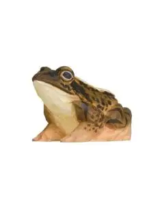 Wildlife Garden - 'Lille Frø' - Wildlife Garden